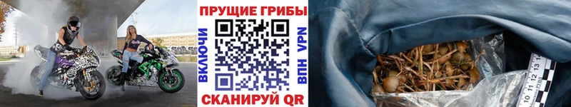 кракен вход  Лагань  Галлюциногенные грибы GOLDEN TEACHER  маркетплейс какой сайт  где продают наркотики 